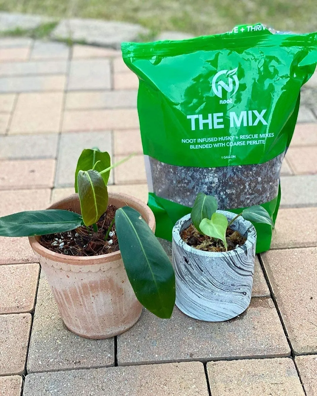 Noot Potting Soil Mix for Indoor & House Plants – 1 Gallon – Orchid, Succulent, Cactus, Aroid, Houseplant, Monstera – Bio-Organic – Fast Draining – Rapid Root Growth – Pre-Soaked & Ready to Use